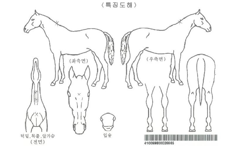 ¿ïÆ®¶ó½Ã´ëÀÚ¸¶ÀÇ Ãø¸é,¿ì¸é,µÞ¸é,µÎ»ó,´Ù¸®ÀÇ Æ¯Â¡µµÇØ