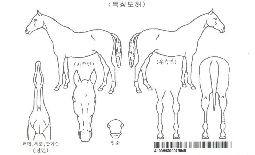 ���ִ뼼�ڸ��� ����,���,�޸�,�λ�,�ٸ��� Ư¡����