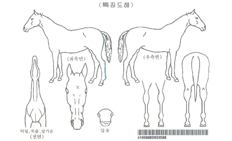 �긮������� ����,���,�޸�,�λ�,�ٸ��� Ư¡����