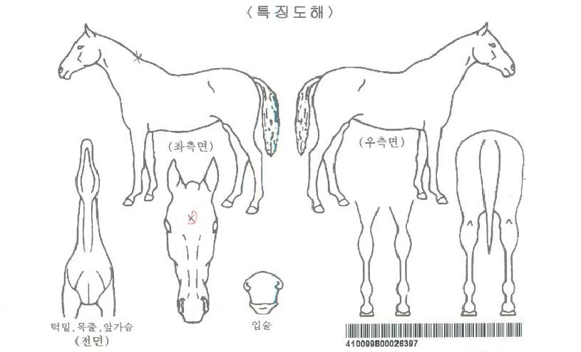 ¸ÞÁî¸Ó¸®Â¡·¹À̵ðÀÚ¸¶ÀÇ Ãø¸é,¿ì¸é,µÞ¸é,µÎ»ó,´Ù¸®ÀÇ Æ¯Â¡µµÇØ