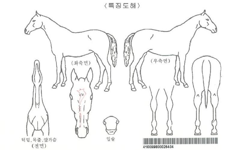 °í°íºñÀÚ¸¶ÀÇ Ãø¸é,¿ì¸é,µÞ¸é,µÎ»ó,´Ù¸®ÀÇ Æ¯Â¡µµÇØ