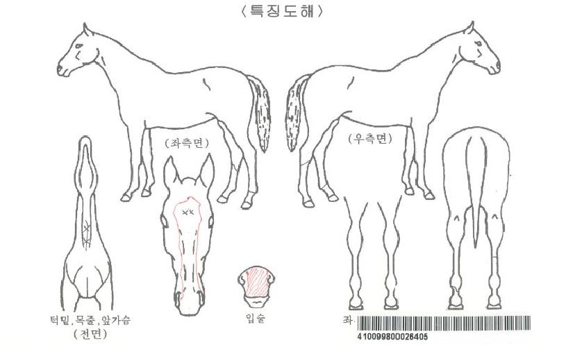 �õ�����̵��ڸ��� ����,���,�޸�,�λ�,�ٸ��� Ư¡����