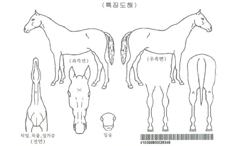 ¸¶ÀÌºí·¢ÀÚ¸¶ÀÇ Ãø¸é,¿ì¸é,µÞ¸é,µÎ»ó,´Ù¸®ÀÇ Æ¯Â¡µµÇØ