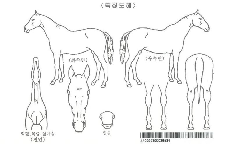 ·¯ºí¸®´©Æ®ÀÚ¸¶ÀÇ Ãø¸é,¿ì¸é,µÞ¸é,µÎ»ó,´Ù¸®ÀÇ Æ¯Â¡µµÇØ