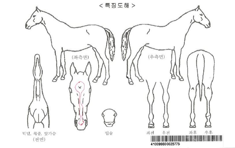 ½ºÄ¹´ëµðÁîºê¸®ÁîÀÚ¸¶ÀÇ Ãø¸é,¿ì¸é,µÞ¸é,µÎ»ó,´Ù¸®ÀÇ Æ¯Â¡µµÇØ