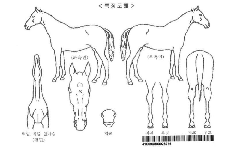 ÅÛǪ¶óÀÚ¸¶ÀÇ Ãø¸é,¿ì¸é,µÞ¸é,µÎ»ó,´Ù¸®ÀÇ Æ¯Â¡µµÇØ