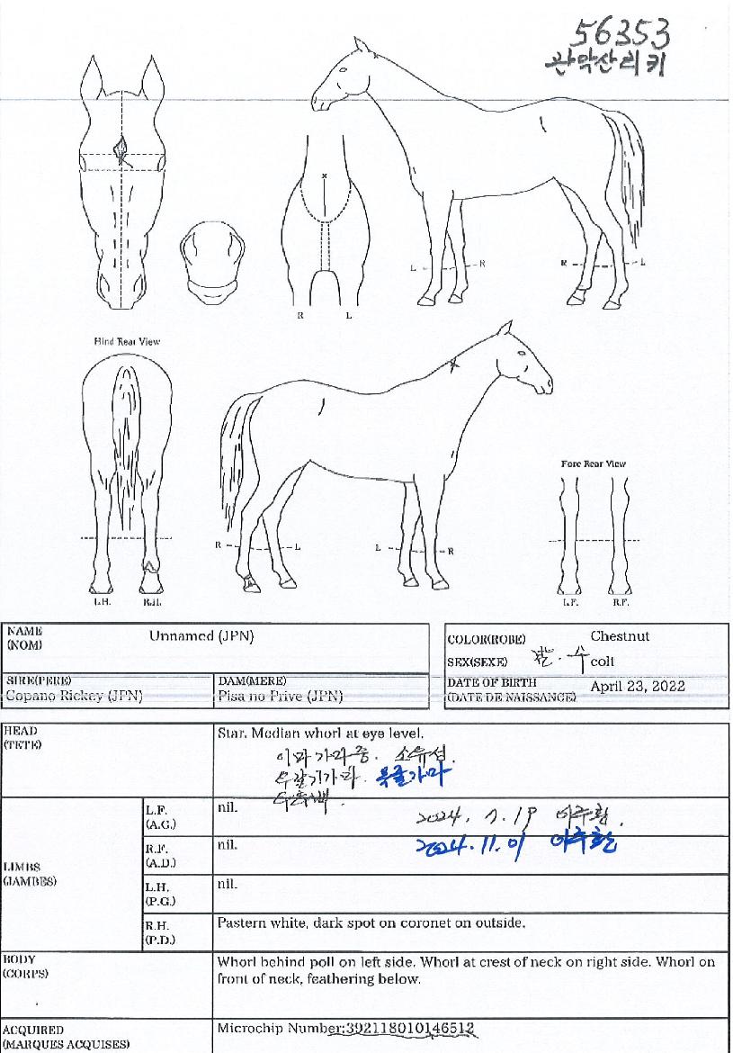 ���ǻ긮Ű�� ����,���,�޸�,�λ�,�ٸ��� Ư¡����