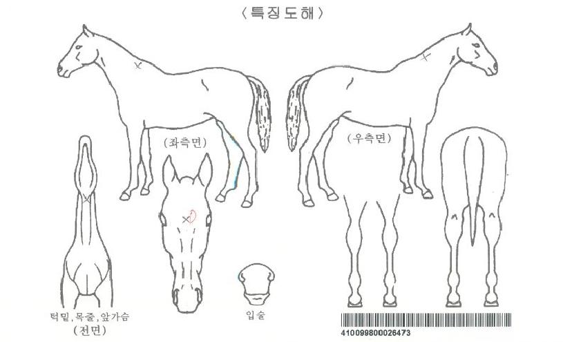 ���̽���Ʈ���ڸ��� ����,���,�޸�,�λ�,�ٸ��� Ư¡����