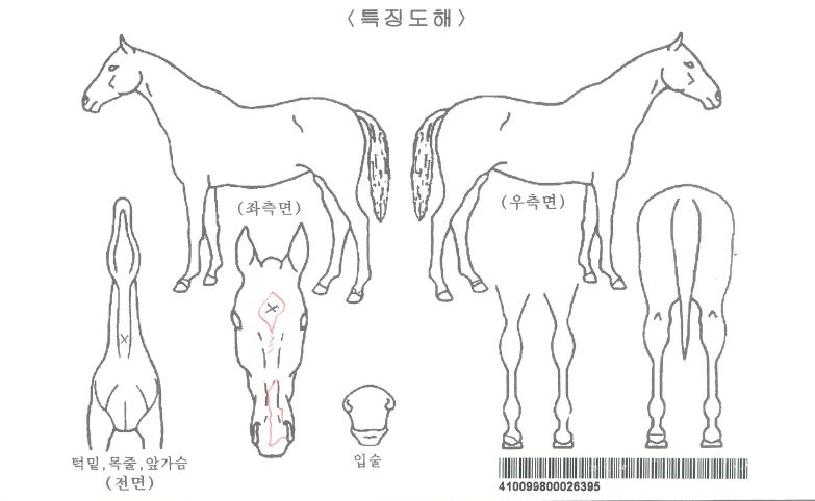 ¿ÍÀϵåµñ½Ã°¶ÀÚ¸¶ÀÇ Ãø¸é,¿ì¸é,µÞ¸é,µÎ»ó,´Ù¸®ÀÇ Æ¯Â¡µµÇØ