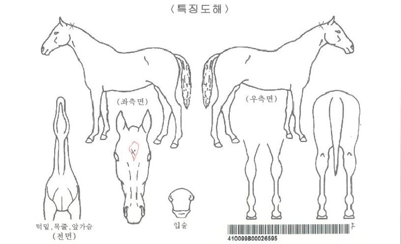 ·¯³Ê¿þÀÌ·£¼¶ÀÚ¸¶ÀÇ Ãø¸é,¿ì¸é,µÞ¸é,µÎ»ó,´Ù¸®ÀÇ Æ¯Â¡µµÇØ