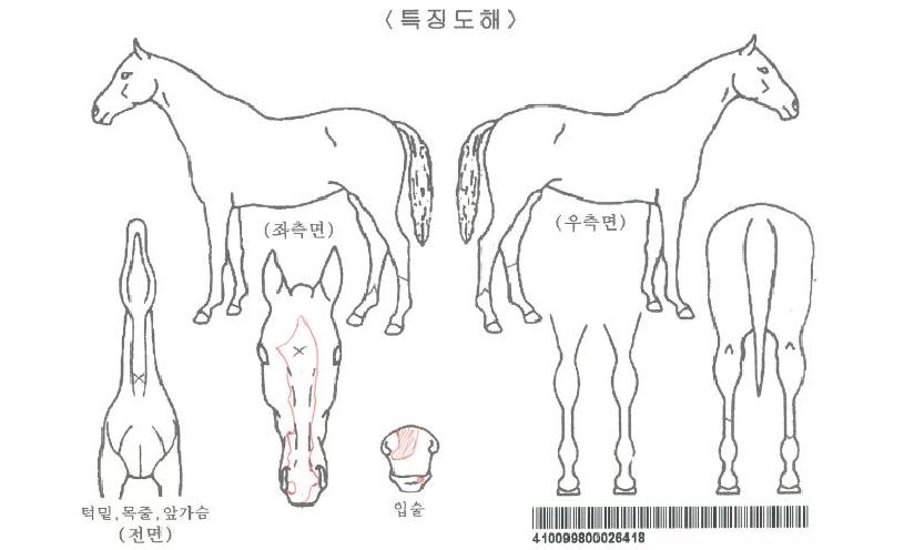 µ¿¹æ·ÎÁîÀÚ¸¶ÀÇ Ãø¸é,¿ì¸é,µÞ¸é,µÎ»ó,´Ù¸®ÀÇ Æ¯Â¡µµÇØ