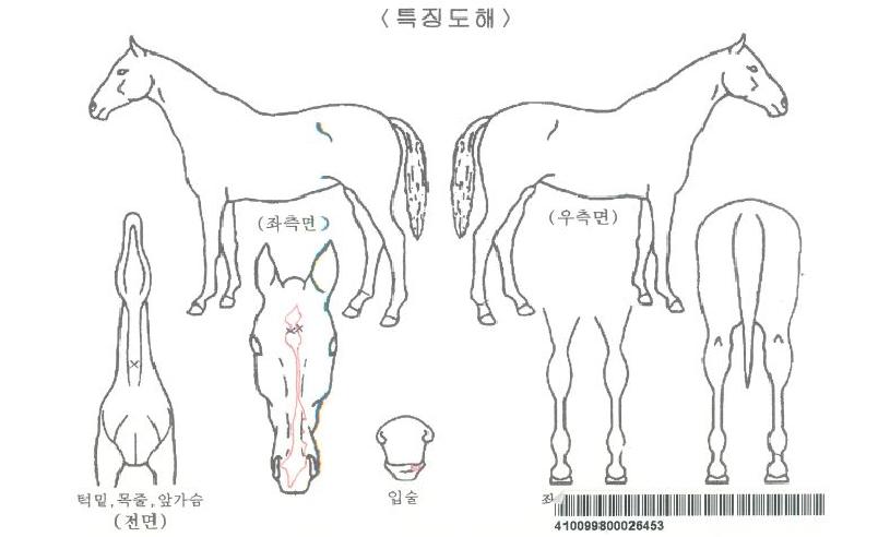 ����̵������Ѹ��ڸ��� ����,���,�޸�,�λ�,�ٸ��� Ư¡����