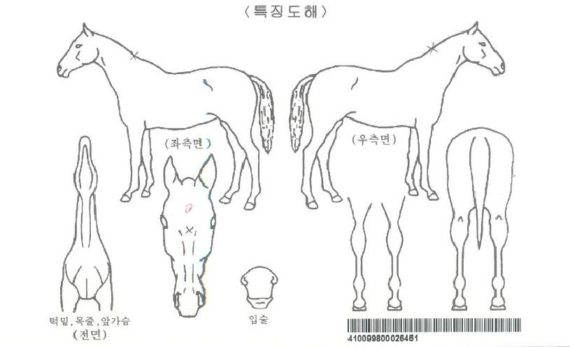 »þÇÁÈ£ÇÁÀÚ¸¶ÀÇ Ãø¸é,¿ì¸é,µÞ¸é,µÎ»ó,´Ù¸®ÀÇ Æ¯Â¡µµÇØ
