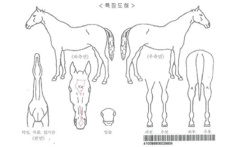 Á¤²ÉÀÚ¸¶ÀÇ Ãø¸é,¿ì¸é,µÞ¸é,µÎ»ó,´Ù¸®ÀÇ Æ¯Â¡µµÇØ