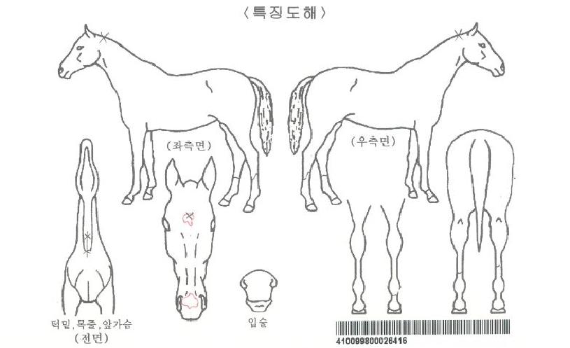 ¼³±¤ÈÀÚ¸¶ÀÇ Ãø¸é,¿ì¸é,µÞ¸é,µÎ»ó,´Ù¸®ÀÇ Æ¯Â¡µµÇØ