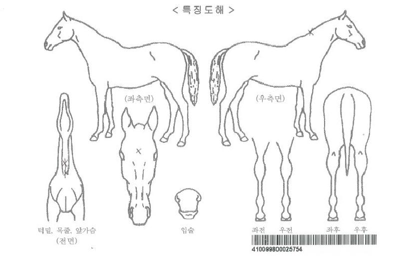 ¼´Ïºí·¹À̵åÀÚ¸¶ÀÇ Ãø¸é,¿ì¸é,µÞ¸é,µÎ»ó,´Ù¸®ÀÇ Æ¯Â¡µµÇØ