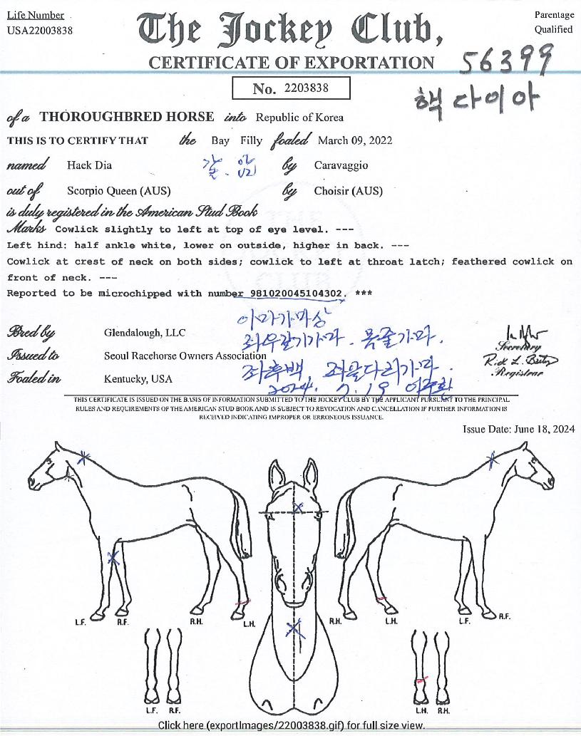 �ٴ��̾��� ����,���,�޸�,�λ�,�ٸ��� Ư¡����