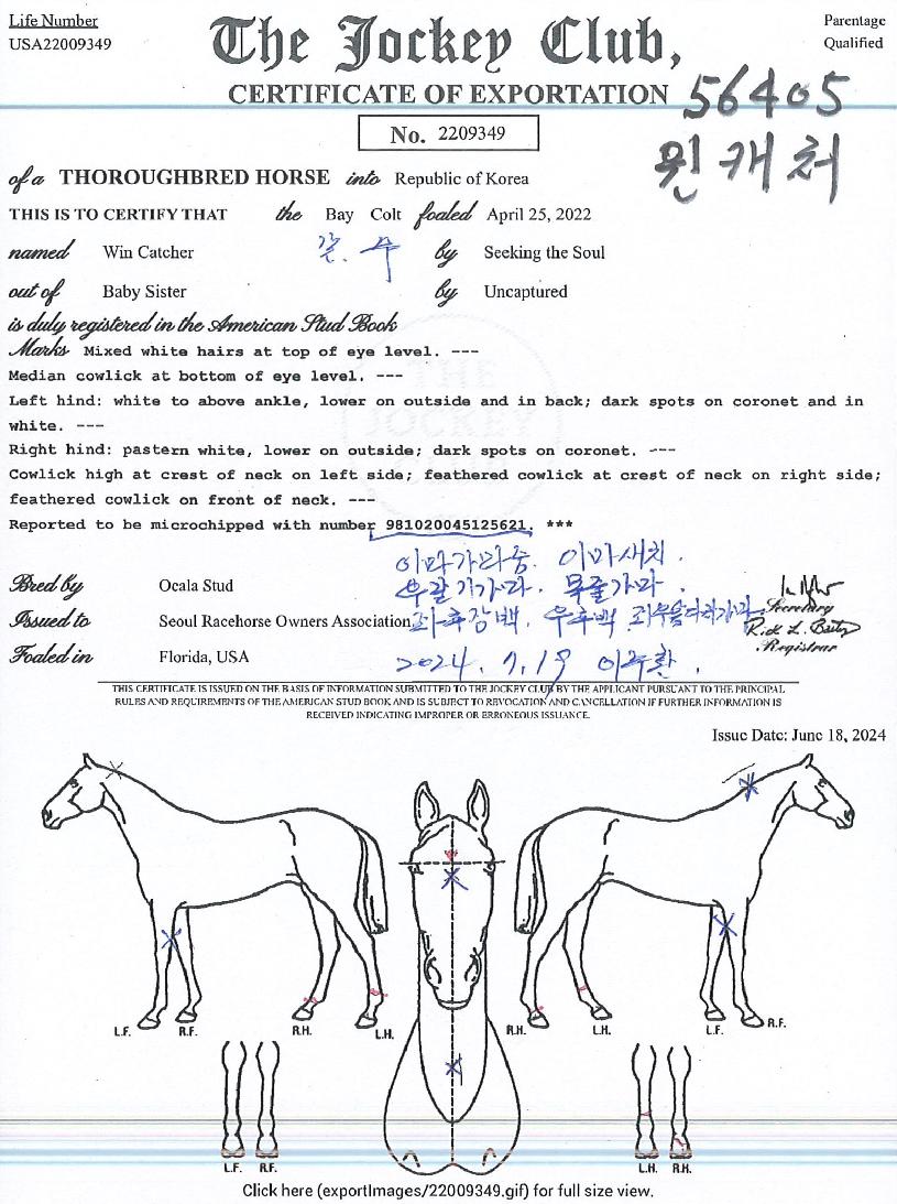 À©Ä³Ã³ÀÇ Ãø¸é,¿ì¸é,µÞ¸é,µÎ»ó,´Ù¸®ÀÇ Æ¯Â¡µµÇØ