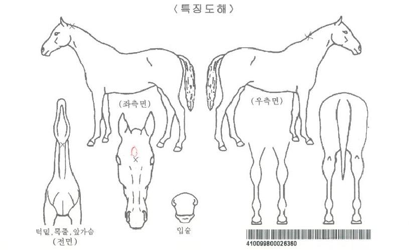 ¸®¾óÆÄÀÌÆ®ÀÚ¸¶ÀÇ Ãø¸é,¿ì¸é,µÞ¸é,µÎ»ó,´Ù¸®ÀÇ Æ¯Â¡µµÇØ