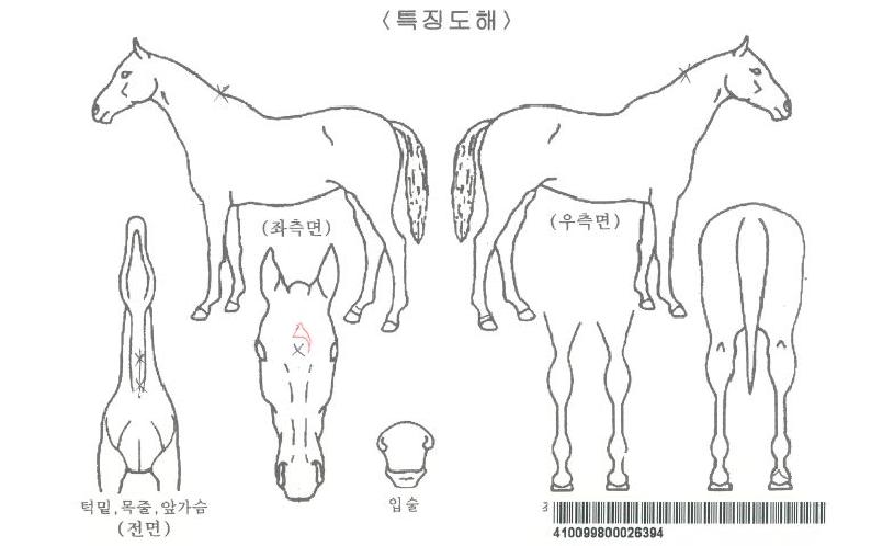 �̳�Ű�ڸ��� ����,���,�޸�,�λ�,�ٸ��� Ư¡����