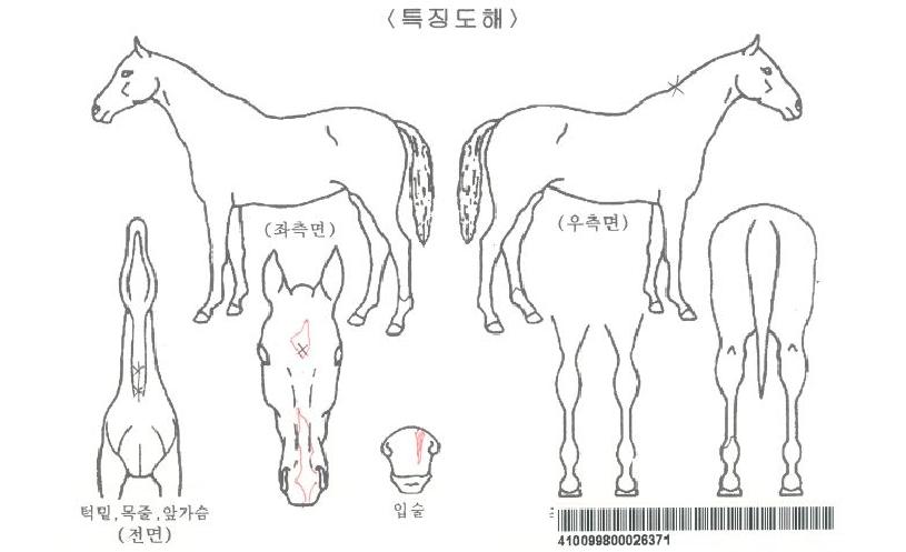 °©¿ÀÄýÁîÀÚ¸¶ÀÇ Ãø¸é,¿ì¸é,µÞ¸é,µÎ»ó,´Ù¸®ÀÇ Æ¯Â¡µµÇØ