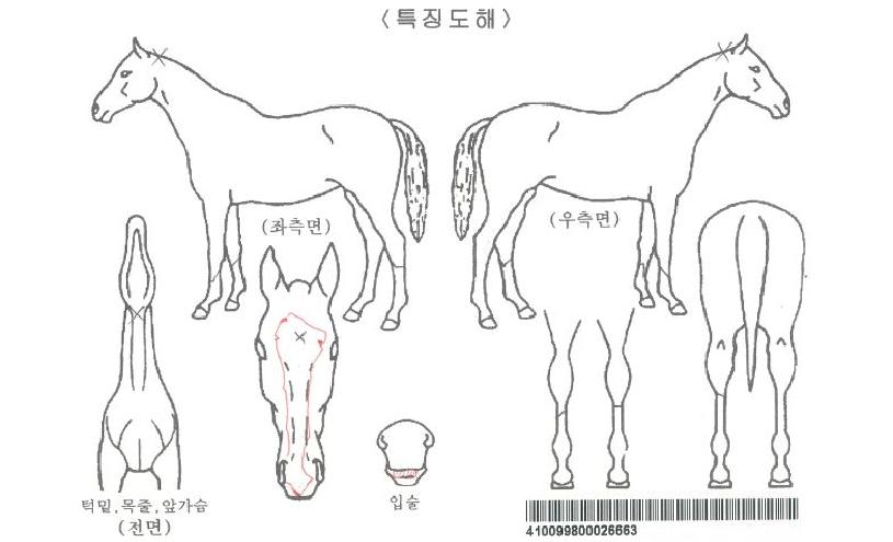 ºí·çÇǴϽÃÀÇ Ãø¸é,¿ì¸é,µÞ¸é,µÎ»ó,´Ù¸®ÀÇ Æ¯Â¡µµÇØ