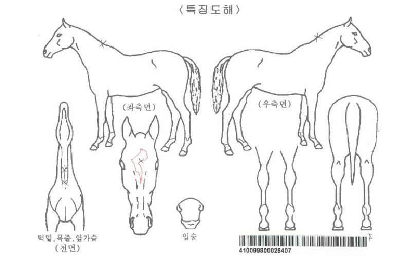 �����ڸ��� ����,���,�޸�,�λ�,�ٸ��� Ư¡����