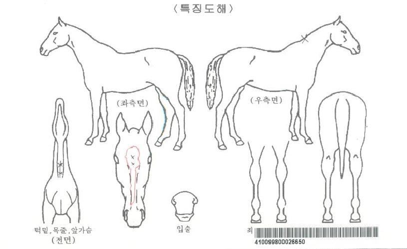 Àεð¾ðü·ÎŰÀÚ¸¶ÀÇ Ãø¸é,¿ì¸é,µÞ¸é,µÎ»ó,´Ù¸®ÀÇ Æ¯Â¡µµÇØ