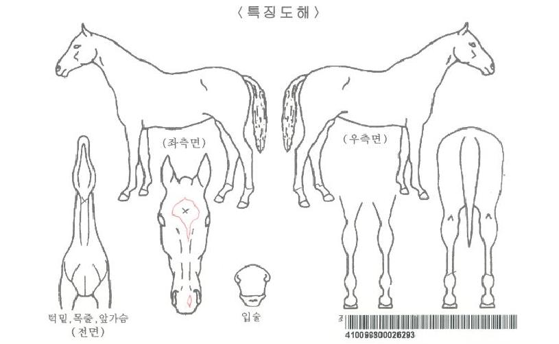 ±×·¹À̽ºÅæÀÚ¸¶ÀÇ Ãø¸é,¿ì¸é,µÞ¸é,µÎ»ó,´Ù¸®ÀÇ Æ¯Â¡µµÇØ