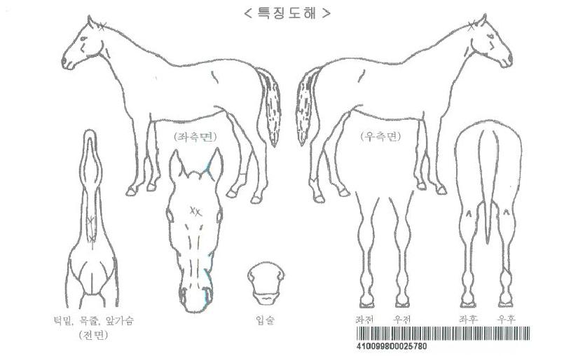 ���Ĺ�ڸ��� ����,���,�޸�,�λ�,�ٸ��� Ư¡����