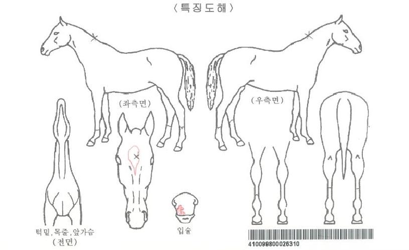 ½¸Æ÷´õ½ºÅ¸ÀÇ Ãø¸é,¿ì¸é,µÞ¸é,µÎ»ó,´Ù¸®ÀÇ Æ¯Â¡µµÇØ