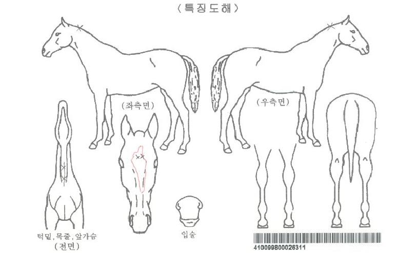 ºñÄ«¼¹ÌÆ®ÀÚ¸¶ÀÇ Ãø¸é,¿ì¸é,µÞ¸é,µÎ»ó,´Ù¸®ÀÇ Æ¯Â¡µµÇØ