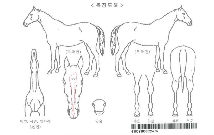 Àß·çÁöÀÚ¸¶ÀÇ Ãø¸é,¿ì¸é,µÞ¸é,µÎ»ó,´Ù¸®ÀÇ Æ¯Â¡µµÇØ