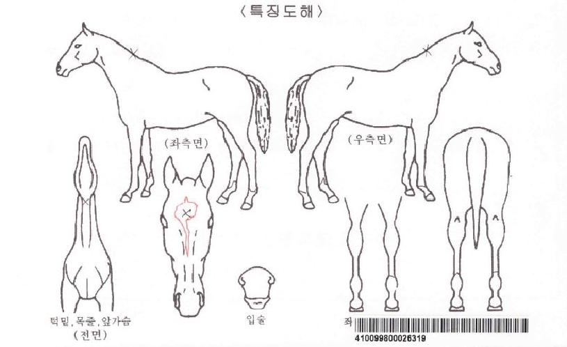 Àå¹Ì¾ð´öÀÚ¸¶ÀÇ Ãø¸é,¿ì¸é,µÞ¸é,µÎ»ó,´Ù¸®ÀÇ Æ¯Â¡µµÇØ