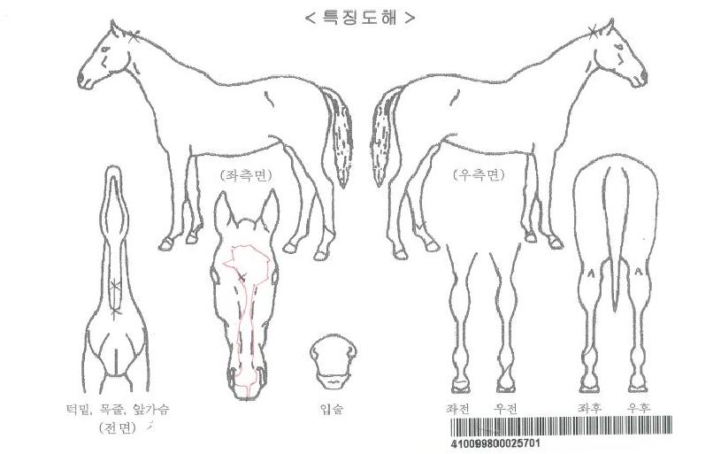 ·Î¿Ä«¿ìÀÚ¸¶ÀÇ Ãø¸é,¿ì¸é,µÞ¸é,µÎ»ó,´Ù¸®ÀÇ Æ¯Â¡µµÇØ