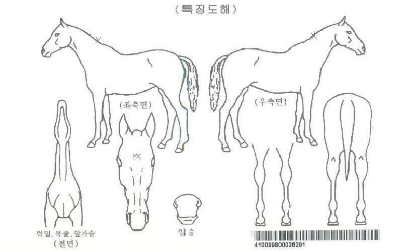 ÇÎÅ©¹ø°³ÀÚ¸¶ÀÇ Ãø¸é,¿ì¸é,µÞ¸é,µÎ»ó,´Ù¸®ÀÇ Æ¯Â¡µµÇØ