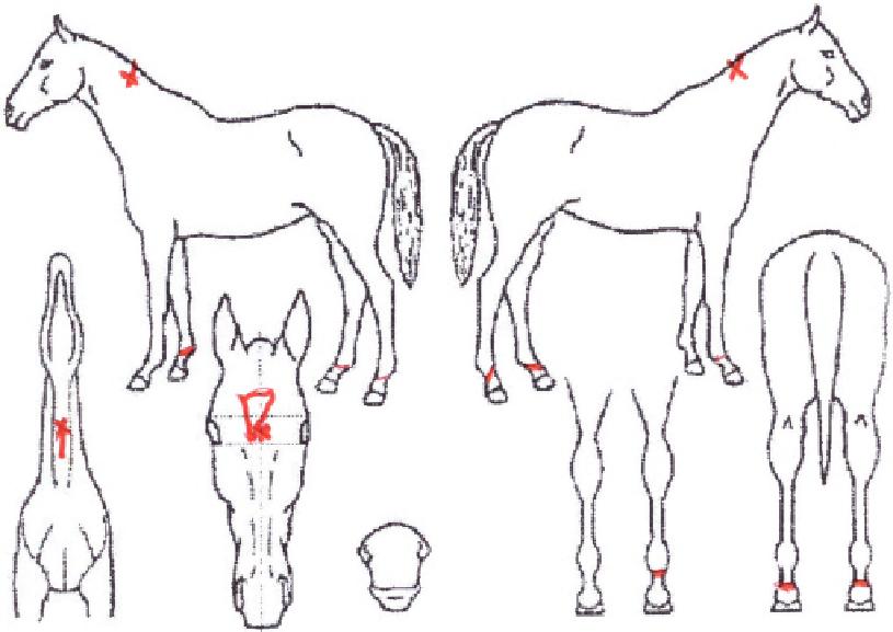 ¼¿¶óÀÌÅ©ÀÇ Ãø¸é,¿ì¸é,µÞ¸é,µÎ»ó,´Ù¸®ÀÇ Æ¯Â¡µµÇØ