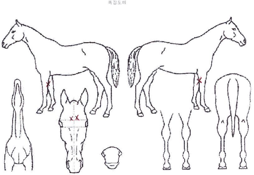 µÎµÕÀÇ Ãø¸é,¿ì¸é,µÞ¸é,µÎ»ó,´Ù¸®ÀÇ Æ¯Â¡µµÇØ