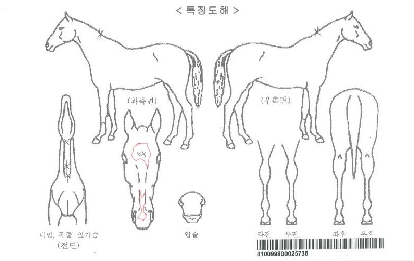 ���й̽�ġ���ڸ��� ����,���,�޸�,�λ�,�ٸ��� Ư¡����