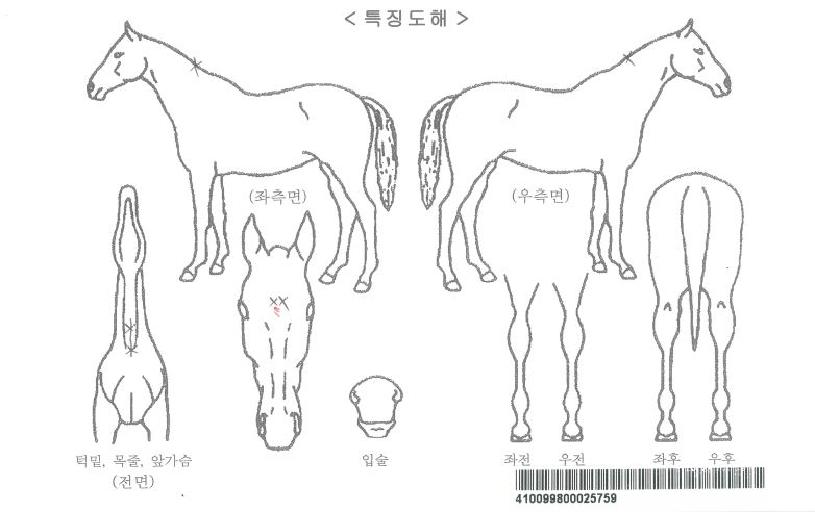 ·°Å°ÄÚ¸®¾ÆÀÚ¸¶ÀÇ Ãø¸é,¿ì¸é,µÞ¸é,µÎ»ó,´Ù¸®ÀÇ Æ¯Â¡µµÇØ