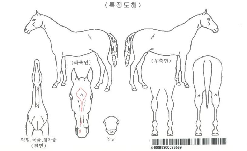 µð±×¸®ÀÚ¸¶ÀÇ Ãø¸é,¿ì¸é,µÞ¸é,µÎ»ó,´Ù¸®ÀÇ Æ¯Â¡µµÇØ