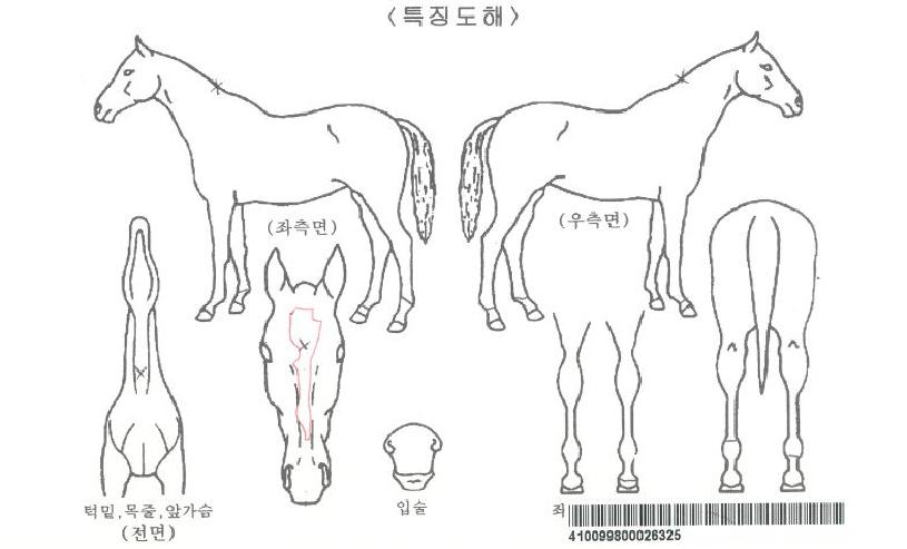 ·¹µå·çºñÀÚ¸¶ÀÇ Ãø¸é,¿ì¸é,µÞ¸é,µÎ»ó,´Ù¸®ÀÇ Æ¯Â¡µµÇØ