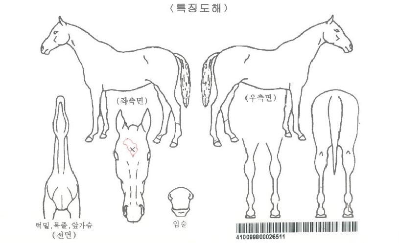 ¾ÆÆ¼½º°¥ÀÚ¸¶ÀÇ Ãø¸é,¿ì¸é,µÞ¸é,µÎ»ó,´Ù¸®ÀÇ Æ¯Â¡µµÇØ