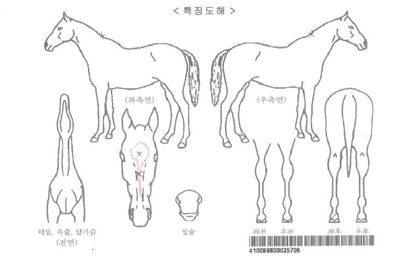 ����Ƽ�帲�ڸ��� ����,���,�޸�,�λ�,�ٸ��� Ư¡����