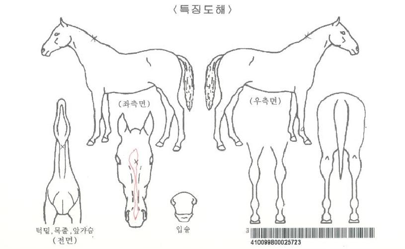 ¿À½ºÈúÀÚ¸¶ÀÇ Ãø¸é,¿ì¸é,µÞ¸é,µÎ»ó,´Ù¸®ÀÇ Æ¯Â¡µµÇØ