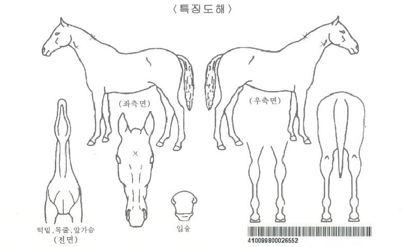 ¿¡ÀÌÇÇ¿¤·¹°½ºÀÚ¸¶ÀÇ Ãø¸é,¿ì¸é,µÞ¸é,µÎ»ó,´Ù¸®ÀÇ Æ¯Â¡µµÇØ