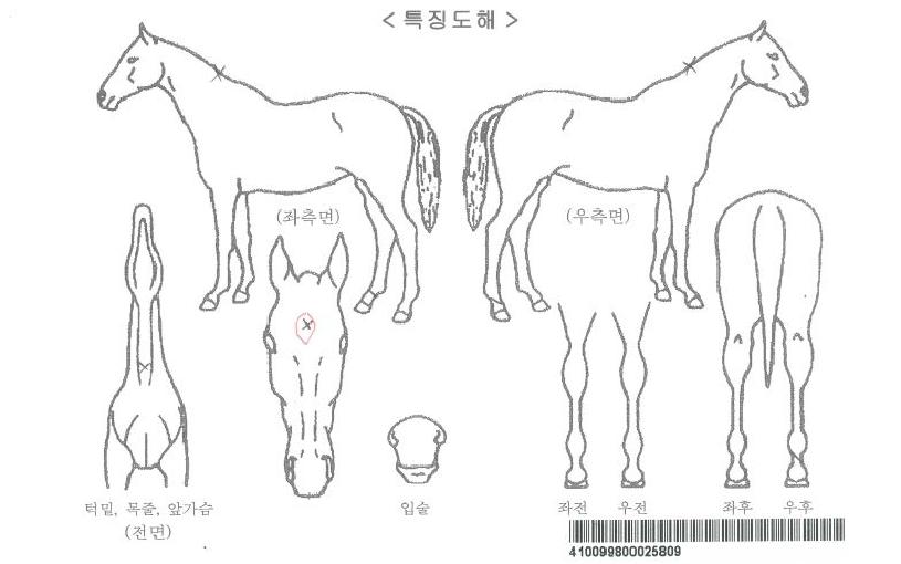 ºñÄ«¹ÂÁ÷ÀÚ¸¶ÀÇ Ãø¸é,¿ì¸é,µÞ¸é,µÎ»ó,´Ù¸®ÀÇ Æ¯Â¡µµÇØ