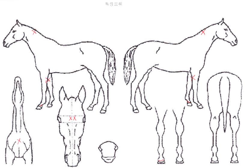 �����¡ĭ�� ����,���,�޸�,�λ�,�ٸ��� Ư¡����