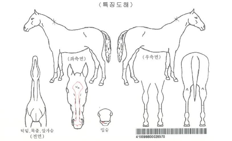 Çì¹ÙÀÚ¸¶ÀÇ Ãø¸é,¿ì¸é,µÞ¸é,µÎ»ó,´Ù¸®ÀÇ Æ¯Â¡µµÇØ