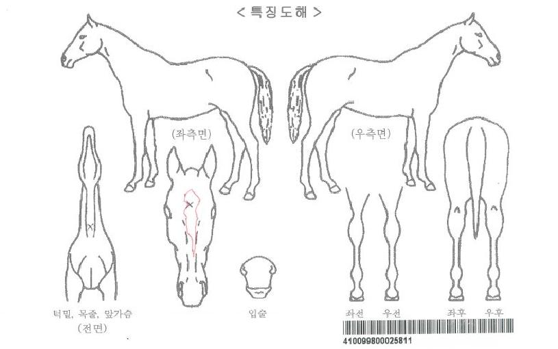 »çÀüÅ뺸ÀÚ¸¶ÀÇ Ãø¸é,¿ì¸é,µÞ¸é,µÎ»ó,´Ù¸®ÀÇ Æ¯Â¡µµÇØ